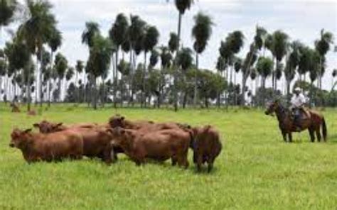 Preocupaci N De Agropecuarios Por Las Exigencias Ambientalistas De La