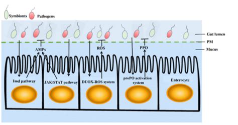 The insect intestinal immune defense system. | Download Scientific Diagram