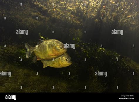 Red Bellied Piranha Serrasalmus Pygocentrus Nattereri Pantanal