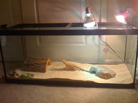 Easy Steps On How To Make A Bearded Dragon Cage Bearded Dragon