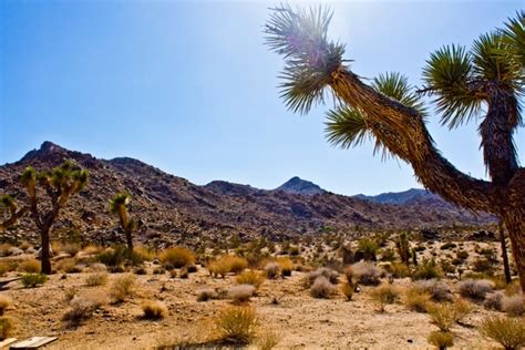 New photos: Joshua trees in the Southern California desert are in 'once-in-a-lifetime' bloom ...