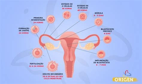 Como Ocorre O Desenvolvimento Embrionário Clínica Origen