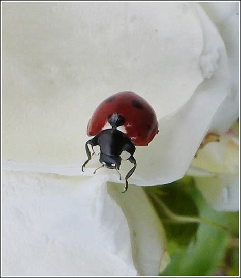 7 Spot Coccinella 7 Punctata Ginger Meggs Flickr