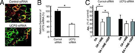 UCP2 is highly expressed in pancreatic α cells and influences secretion