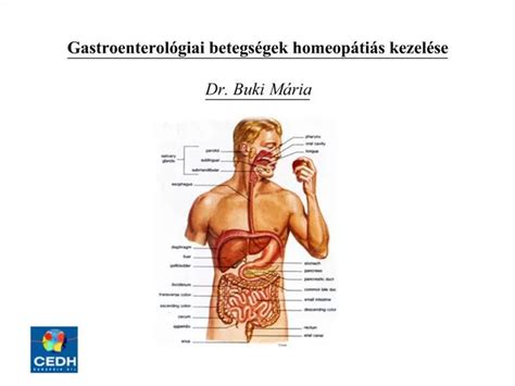 Ppt Gastroenterol Giai Betegs Gek Homeop Ti S Kezel Se Powerpoint