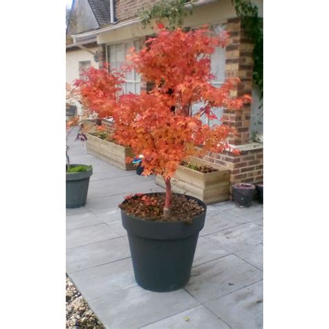 Acer Palmatum Orange Dream Érable Du Japon Au Feuillage Orange Vif à