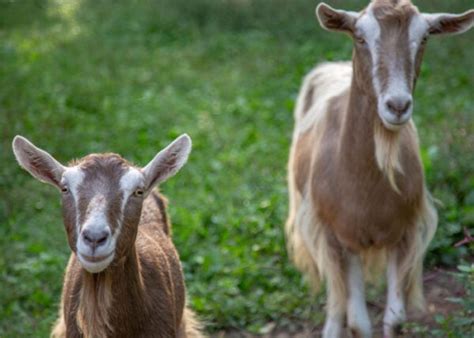 Best Hornless Goat Breeds The Happy Chicken Coop