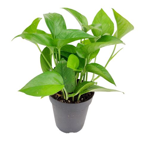Pothos Jade - Trailing air-purifying easy care houseplant - Succulents Box