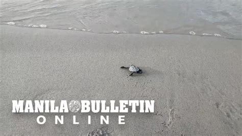 More Than New Hatch Olive Ridley Turtles Crawl Their Way To The Sea