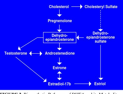 Figure 2 From Dehydroepiandrosterone Biological Effects And Clinical Significance Semantic