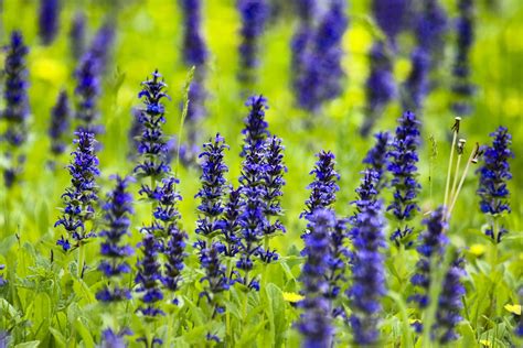 Ajuga Plant Guide: How to Plant and Care for Ajuga - 2022 - MasterClass