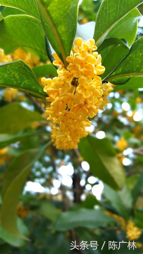 難忘那年滿城桂花香 每日頭條