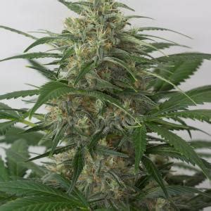 Moby Dick Xxl Autoflowering Comprar Semillas De Marihuana Auto Moby