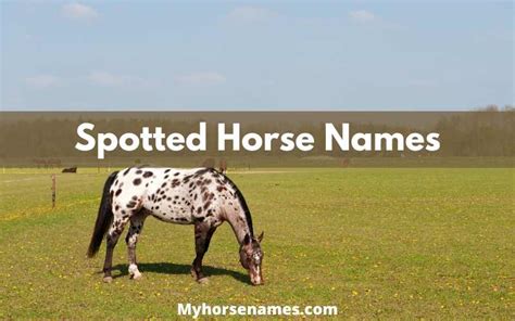 131 Spotted Horse Names For Geldings And Mares Equine Desire