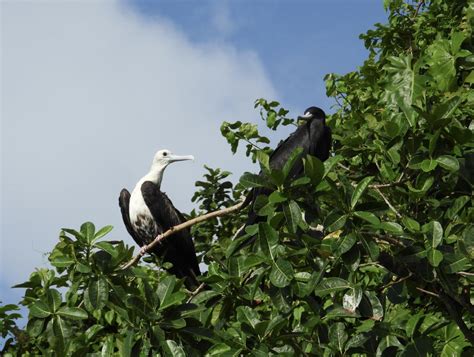 Ave Fragata Fregata Magnificens Ecoregistros