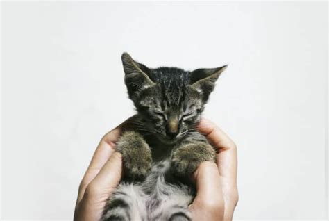 O Que Fazer Quando Um Gato É Envenenado - Gato envenenado: saiba como reconhecer e o que fazer | Petz