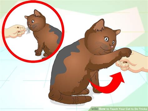 How To Teach Your Cat To Do Tricks Steps With Pictures