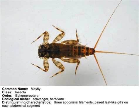 Aquatic Insect Picture Gallery ENT 425 General Entomology