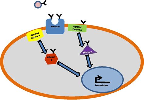 The Role Of Glycosylation In Receptor Signaling Intechopen