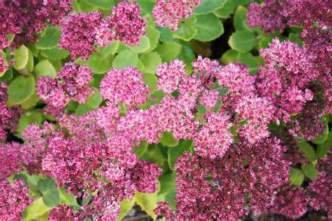 Sedum Brilliant Stonecrop