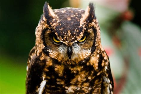 Beautiful Owl Photos Free Royalty Free Stock Photos From