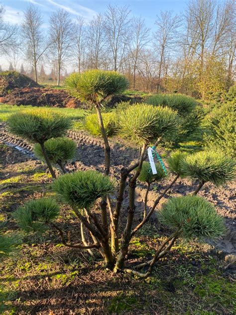 Pinus Sylvestris Watereri Breit 100 125cm X Hoch 100 125cm Nr 1101