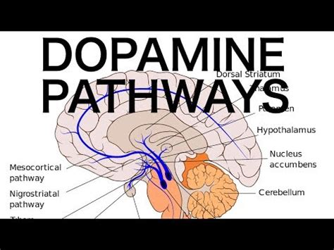 Dopamine Pathways Brain Types Functions And Disorders Psychology