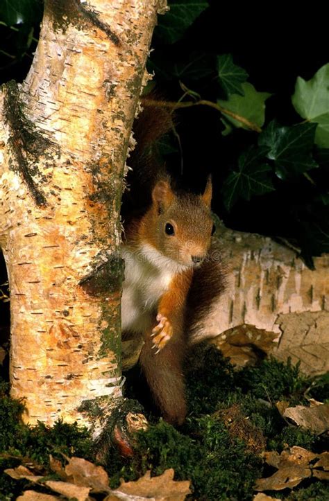 Red Squirrel Sciurus Vulgaris Male Standing On Hind Legs Autumn