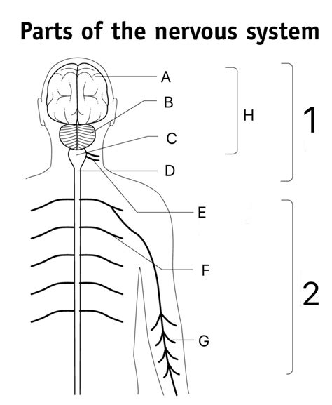 Nervous System Diagram Quizlet