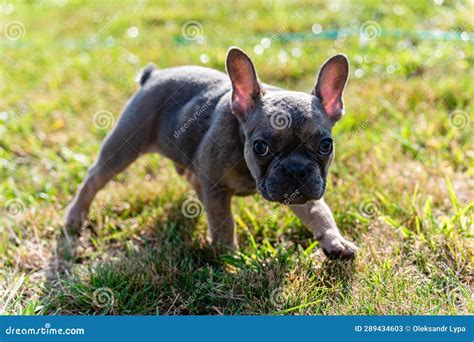 French Bulldog Puppy On A Lawn In The Backyard Stock Image Image Of