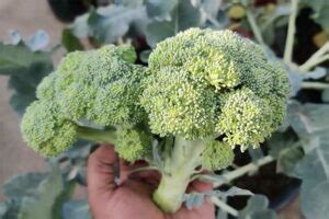 Broccoli Companion Plants The Best And Worst Plants Backyard