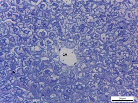 A Photomicrograph Of A Semi Thin Section Of The Liver From Juvenile