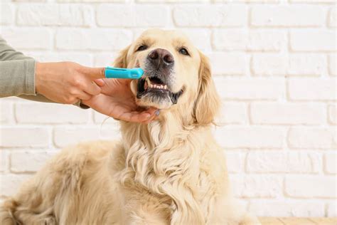 Best Treats For Dog Breath - Our Top 10 Picks