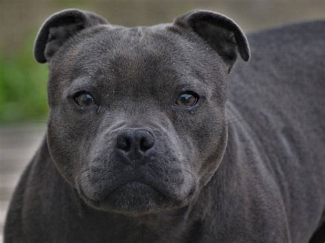 Du Domaine Des Alunts Levage De Staffordshire Bull Terrier Longu