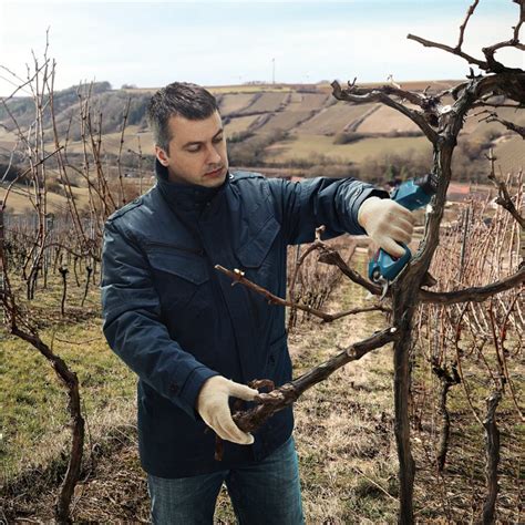 ᐉ Аккумуляторный секатор Bosch Professional Pro Pruner Solo (06019K1020 ...