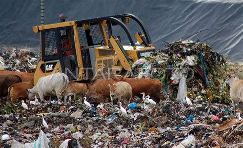 Sapi Makan Sampah Antara Foto