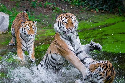 Siberian Tigers by Mathias Appel Black Jaguar, Snow Leopard, Cheetah, Siberian Tiger, Tree Frogs ...