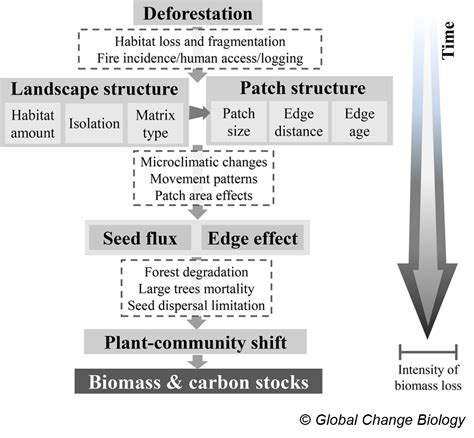 Look Beyond Edge Effects To Estimate The Impacts Of Tropical Forest