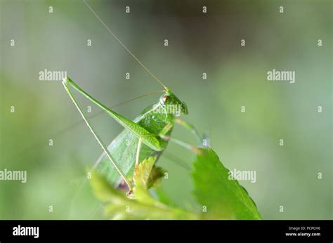 Katydid Fly Resting On A Leaf Stock Photo Alamy