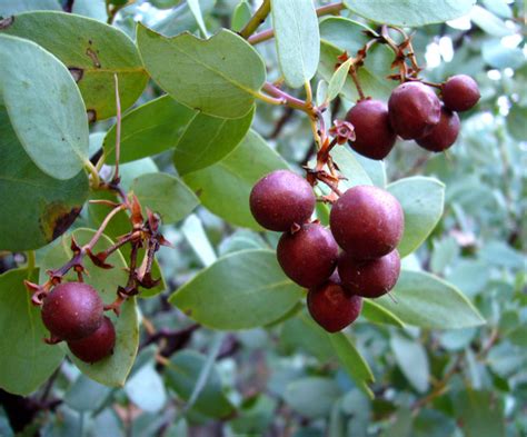 Summer Harvest Manzanita And Gooseberry