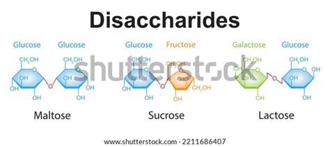 Chemical Illustration Disaccharides Maltose Sucrose Lactose Vetor