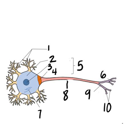 Neural Diagrams Flashcards Quizlet