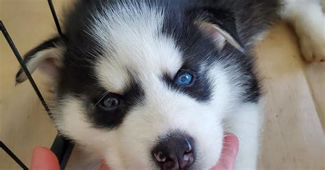 Huskys In Pueblo CO For Sale Free Nextdoor