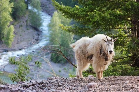 Mountain Goats in Glacier National Park, MT 2025 - Rove.me