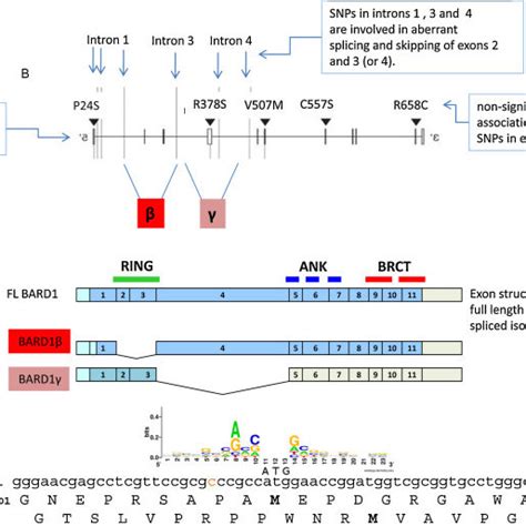 Comparison Of Protein Structures Of Bard Brca And Brca Ring