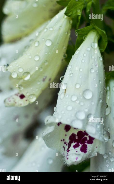 White Foxglove With Raindrops Digitalis Purpurea Alba Stock Photo Alamy