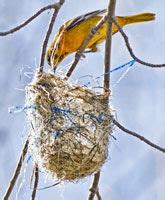 Oriole nest building - Ontario Nature