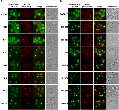 Rpl Harbours Five Distinct Nuclear Localization Signals A