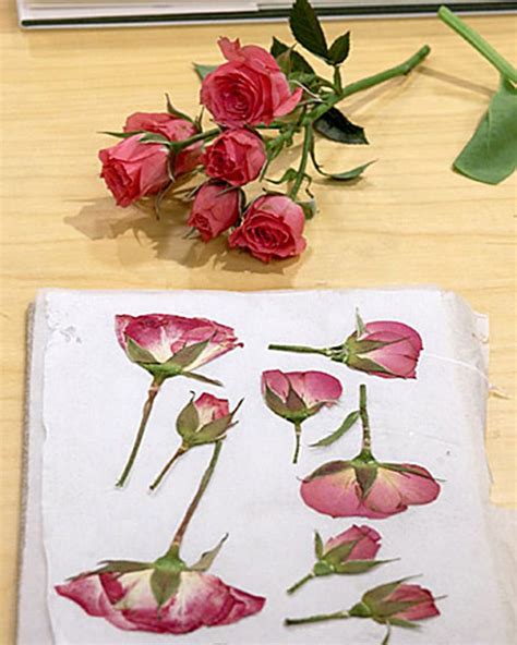 6 Fun Ways To Use Pressed Flowers Crafts Flower Crafts Pressed Flowers