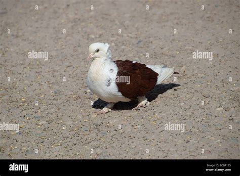 Grey White Pigeon Hi Res Stock Photography And Images Alamy